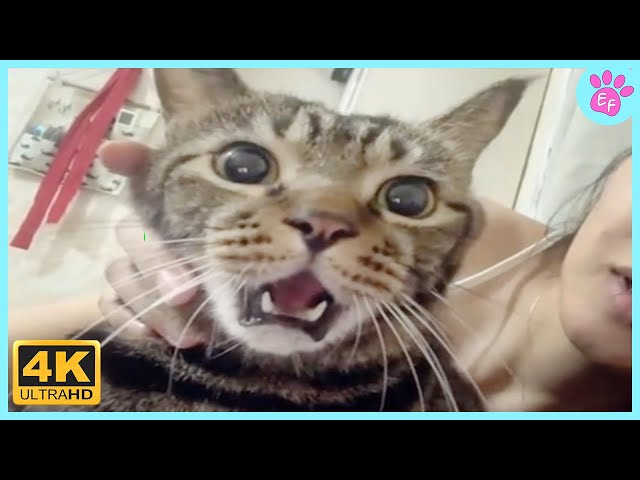 When Cats Are Cute, Quirky, and Full of Surprises!❤️🐾 How Cats Show Love to Their Owners!