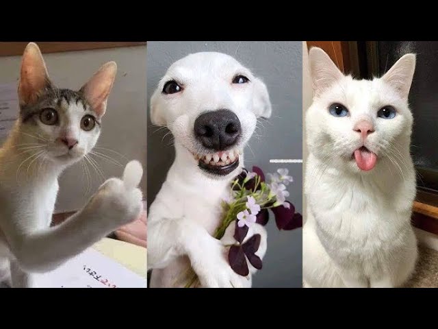 The Funniest Animal Videos 2024😂 Funny Dogs And Cats Funny Dog - Pets Goofin' Around