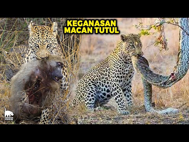 Ketika Macan Tutul Ingin Memangsa Singa Kobra Monyet dan 10 Hewan Predator Lain, Begini Akibatnya.!