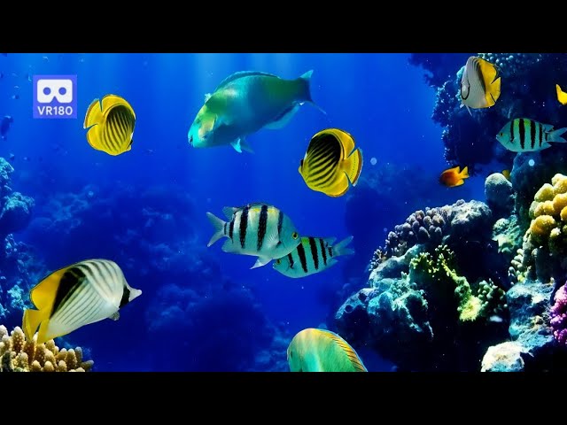 3D 180VR 4K Aquarium Video Relax Watch Coral Reef & Finding Nimo