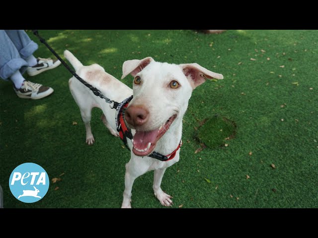 Rescued Stray Dog’s Life Transforms Week by Week