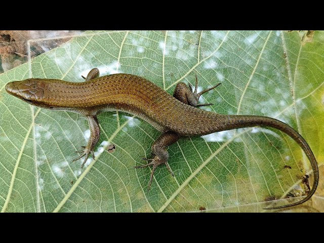 Very tiring but very enjoyable day, we found  giant skink the exotic reptile