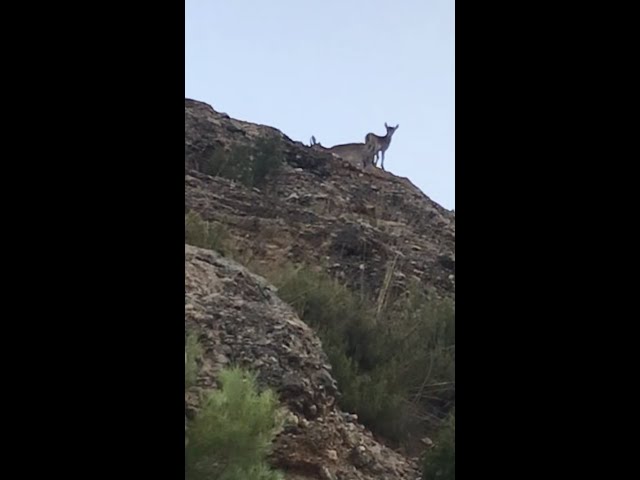 2022 08 14 Whole wild goat family on Monte Calvario - Alcorisa