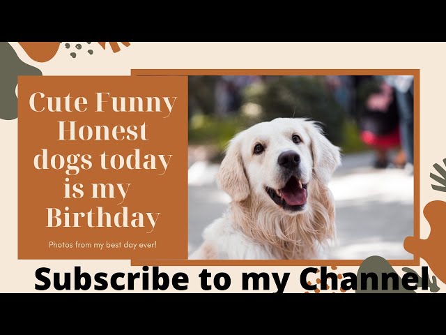 Cute Funny Dogs Pet Animals| dogs|“A dog is the honest friend