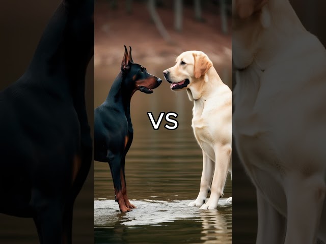 Rottweiler Puppy vs Pitbull puppy ( German Shepherd, Husky, Doberman, labrador retriever, Pointer).