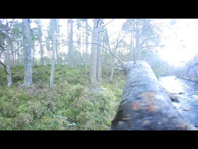 Scottish woods