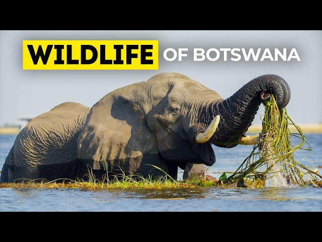 Wildlife of South Africa 24/7 - Animals & Birds of Chobe National Park in Botswana with Real Sounds