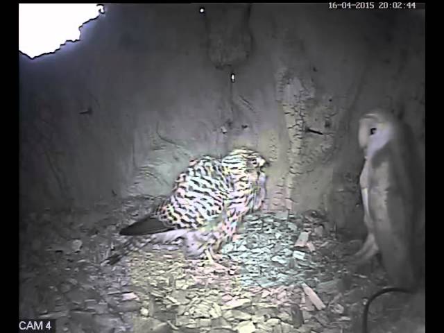 Barn Owl v Kestrel | Discover Wildlife | Robert E Fuller