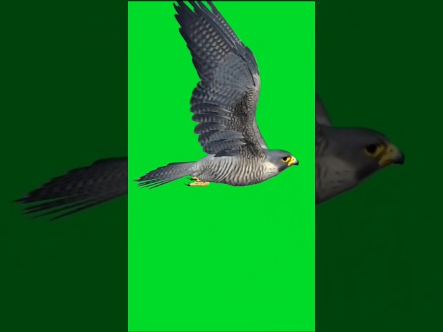 Bird green screen | copyright free green screen video #copyrightfree #birds