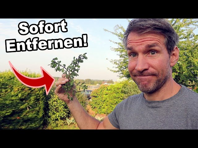 Schnell handeln! Wenn du dieses Unkraut im Garten hast!