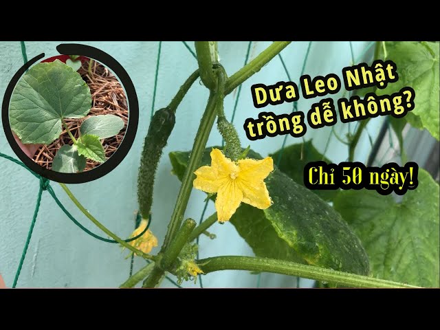 Thử Trồng DƯA LEO NHẬT và Cái Kết Tuyệt Vời