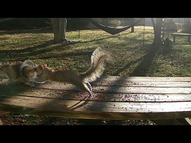 Ultimate Cat TV: Tiny Squirrel Buffet! 🐿️ Watch These Hungry Cuties Go Nuts! 🌰🤣