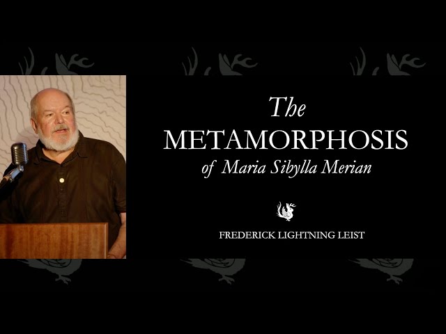 The Metamorphosis of Maria Sibylla Merion | Odd Salon ADRIFT