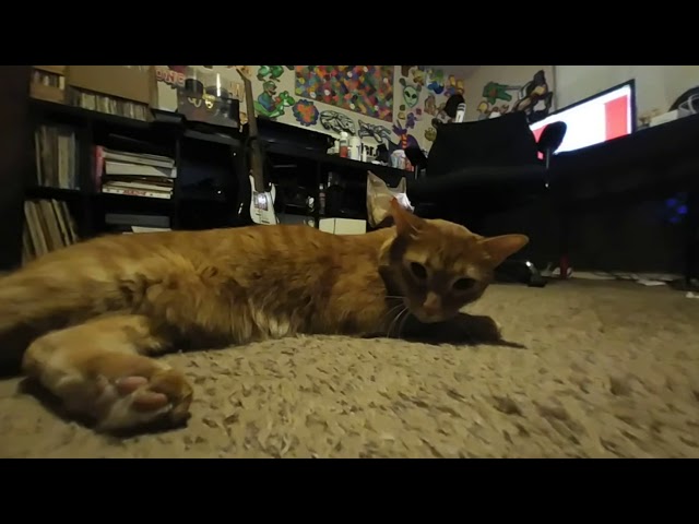 VR 180 video of my cat Simon