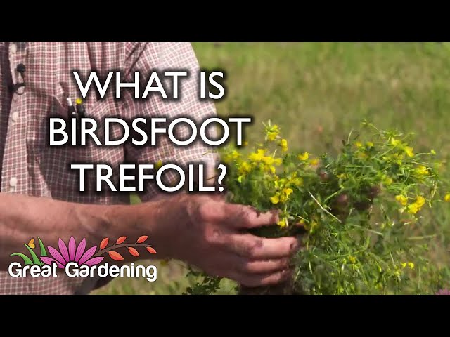 What is Birdsfoot Trefoil?