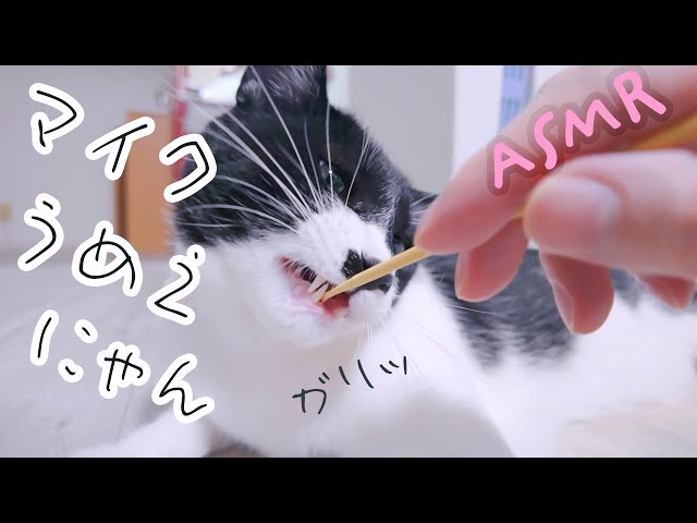 ASMR CAT in The House Ear Cleaning for SLEEP