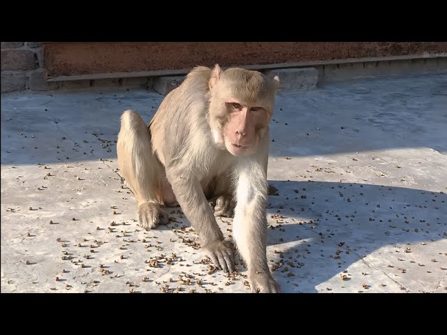 Monkey funny comedy short video | Langoor Bandar | Monkey Funny Comedy Short Video | Langur Monkey