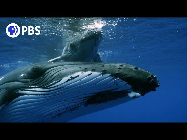 Mother Humpback Protects Calf From Males