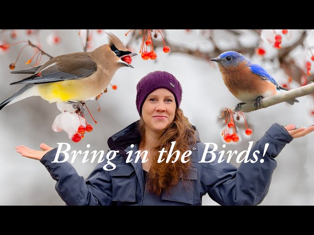 Attract MORE Birds! BERRY-Producing Shrubs They LOVE!