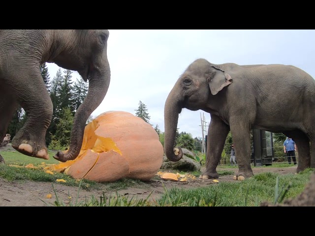 Elephant Smash Giant Pumpkins