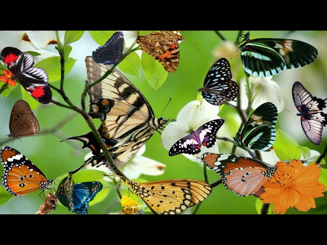 Butterflies with Unique and Colorful Scaly Wings – Meditation, Relaxation, Concentration and Sleep