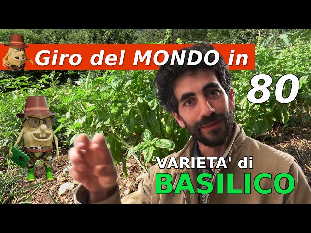 Il Giro del Mondo in 80 VARIETA' di BASILICO