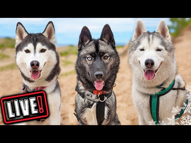 Husky Hangout LIVE 🔴 LIVE Q & A With our Siberian Huskies!