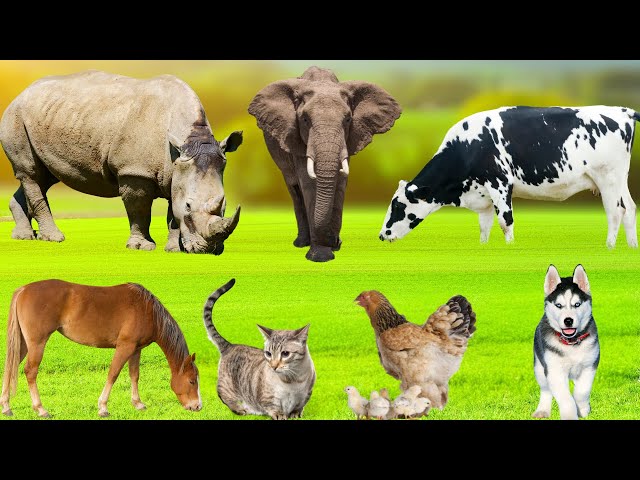 Vivid Farm Animals: Duck, Cow, Chicken, Dog, Sheep, Cat, Rabbit, Goat, Elephant - Farm Animal Sounds