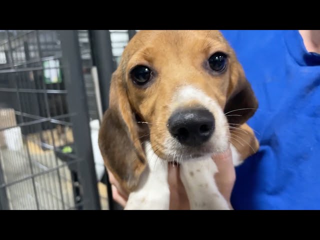 Beagle-mania continues! Updates on the 4,000 beagles