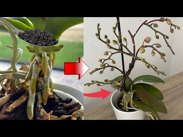 Just give 1 cup! The flowerless orchid suddenly sprouted and bloomed wildly