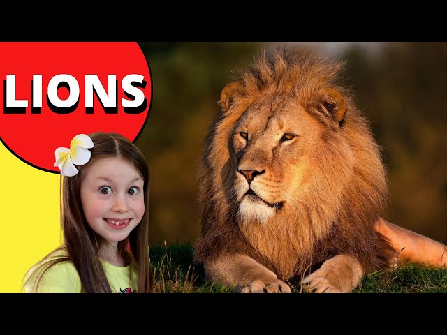 Amazing Facts about Lions | Lion Facts for kids