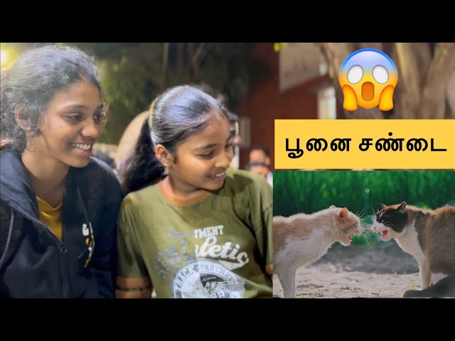 பூனை சண்டை Comedy 😃😱 Chennai street Cats 🐈 viral video 😄 2025