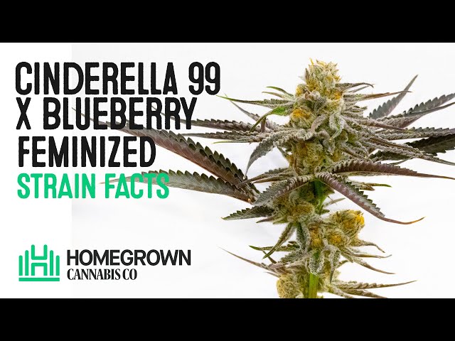 Cinderella 99 x Blueberry Feminized Strain Facts and Grow Info