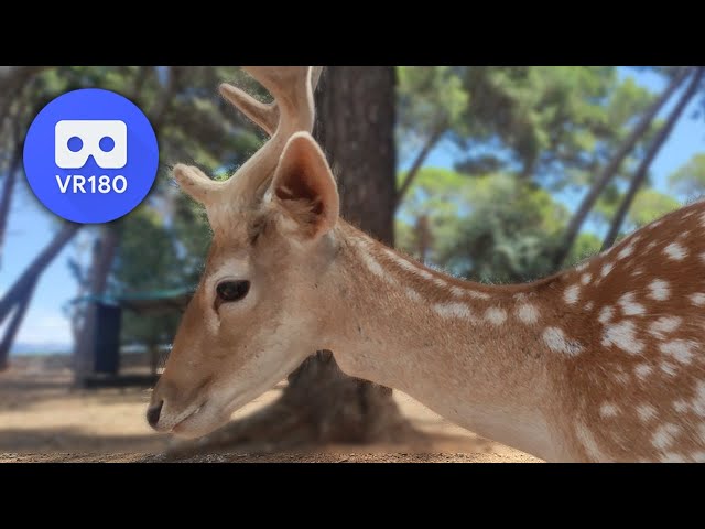 Deer 🦌 | VR180 3D