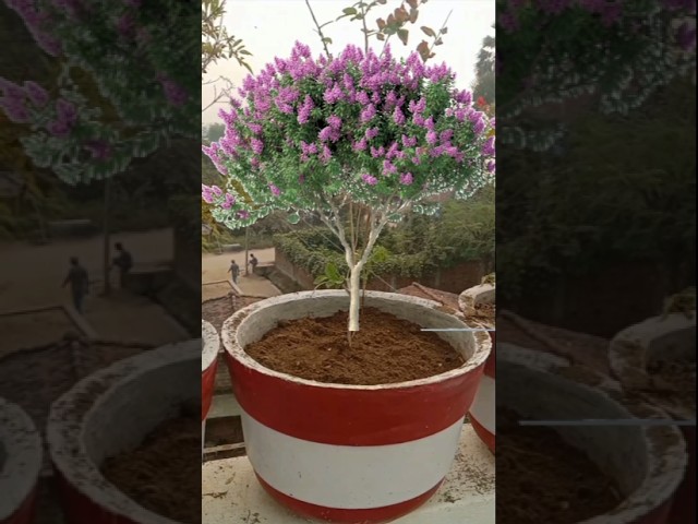 Crape Myrtle 🤩 बवाल पौधा 🤩 #gardening #terracegarden #plants #flowers #shorts