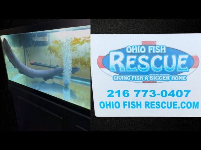 MY BIGGEST ELECTRIC EEL DONATED TO @ohio-fish-rescue 😱😱😱