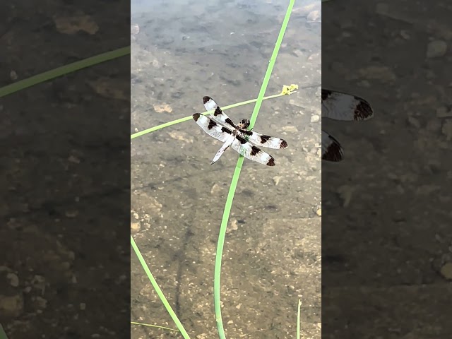 Beautiful Twelve Spotted Skimmer🫶 #nature #dragonfly #insectslovers #subscribe #naturelovers