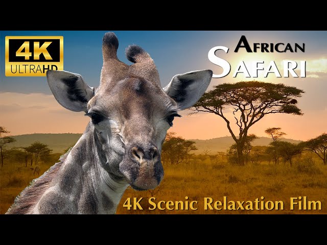 African Safari 4K - Scenic Wildlife Relaxation Film