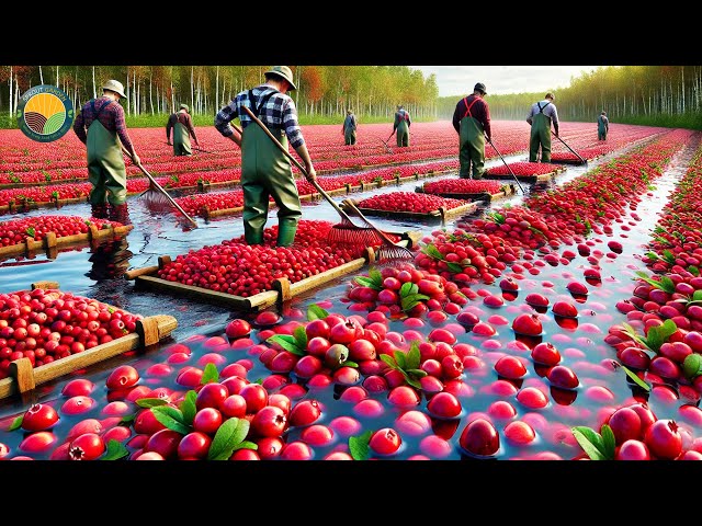 How US Farmers Harvest 791 Million Pounds of Cranberries: Processing Factory | Farming Documentary