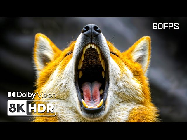 Enchanting Landscapes in 8K HDR | Dolby Vision™