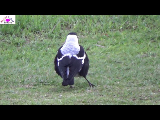 Life of a Magpie with leg injury