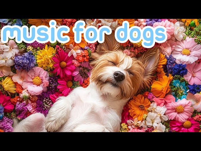 20 HOURS of Deep Relaxation Sleep Dog Music: Tranquil Calming Music for Dogs