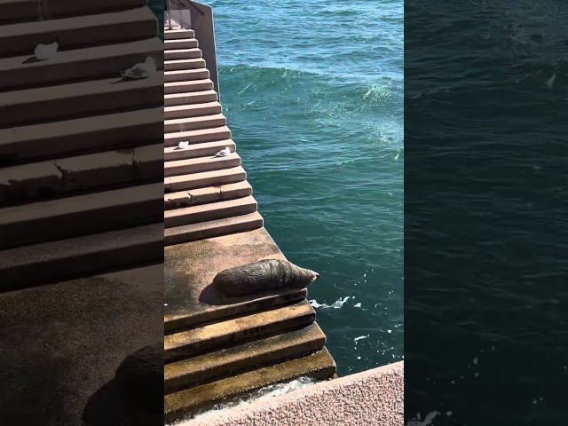 Watching mesmerically, the sunning Benny #shorts #seals #sealshorts #SydneyOperaHouse