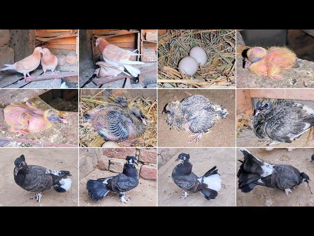 Pigeon Laid two Eggs, one of which was damaged, one hatched into a pigeon, which grew up in 26 days