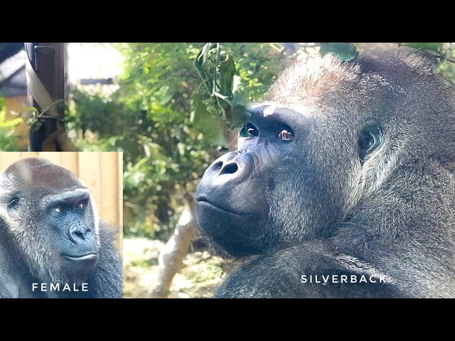 Female Gorilla Throwing Dirt at The Silverback | The Momotaro's Group