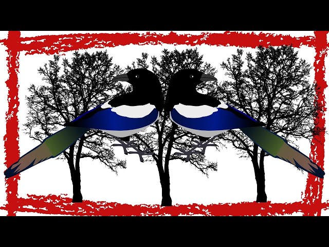 5 Minutes Black-Billed Magpie Call/Sound/Song