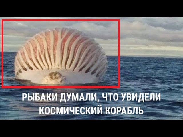 ПОЧЕМУ, ПОЧЕМУ ОБ ЭТОМ МОЛЧАТ! Моряков практически парализовало, когда они ЭТО увидели / СПЕЦПРОЕКТ