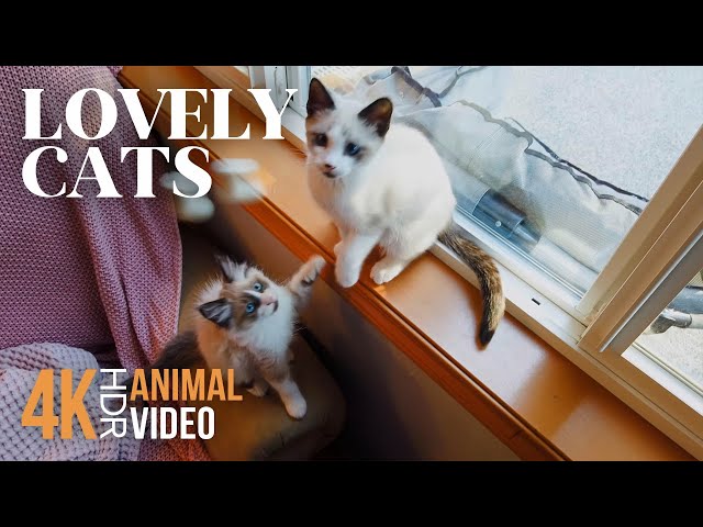 Lovely Cats in 4K HDR - Carefree Days of Furry Pets - Stress Relief Animal Video