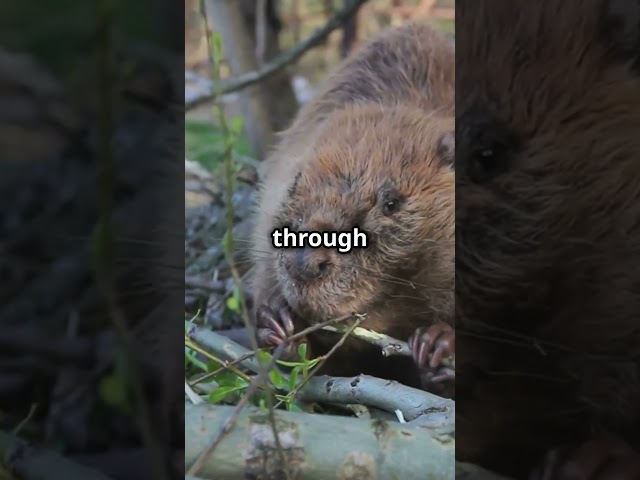 3 Fun Facts About Beavers!#funfacts #animals #facts #beaver #nature #wildlife #interestingfacts #fun