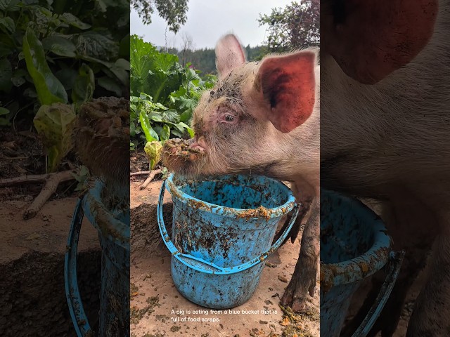 Hungry pig eats from a bucket